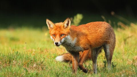 Red Fox | Lincolnshire Wildlife Trust